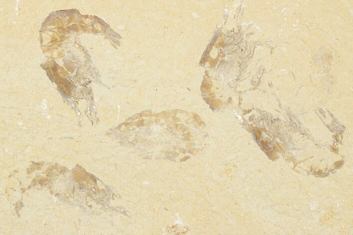Six Cretaceous Fossil Shrimp - Hjoula, Lebanon #202161